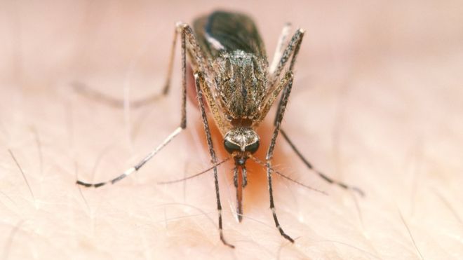 Mosquito Lives Matter, or how Twitter's anti-hate speech software had a hiccup